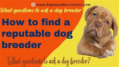  Remember — buy from a reputable breeder and the chances your dog will suffer any health conditions will be greatly reduced